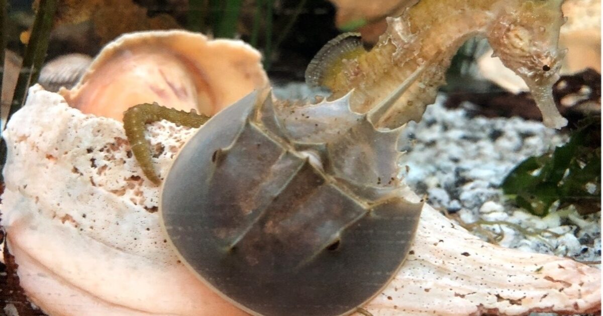 Horseshoe Crab Head Start Program | Cape Cod Museum of Natural History