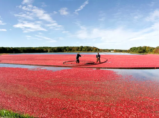 Agriculture Management