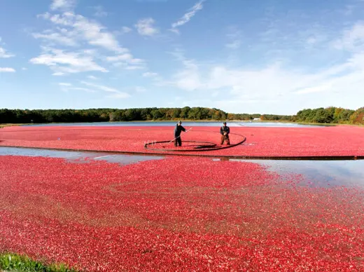 Agriculture Management